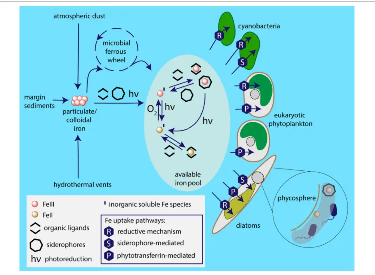 FIGURE 5 | Iron sources available to marine phytoplankton and employed uptake pathways