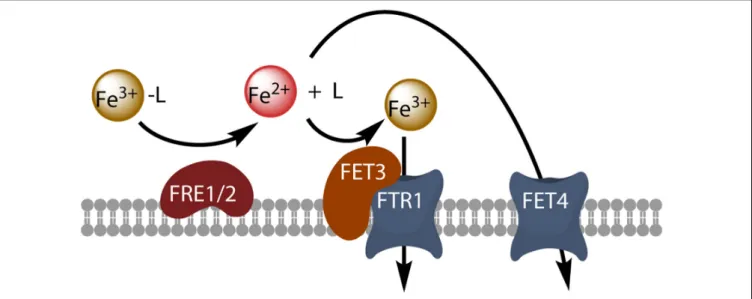 FIGURE 1 | Model of reductive iron uptake in yeast. Ferric chelates (Fe 3+ -L) are dissociated by reduction at the cell surface, and free ferrous ions are taken up by the high-affinity Fet3-Ftr1 complex or by the divalent metal transporter Fet4.