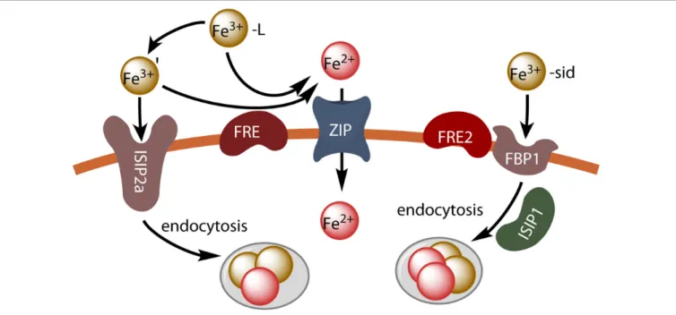 FIGURE 2 | Iron uptake in P. tricornutum. Unchelated ferric ions can be transported by endocytosis after binding to the phytotransferrin ISIP2a, or ferric chelates can be dissociated by reduction (FRE) and the resulting ferrous ions can be taken up by diva