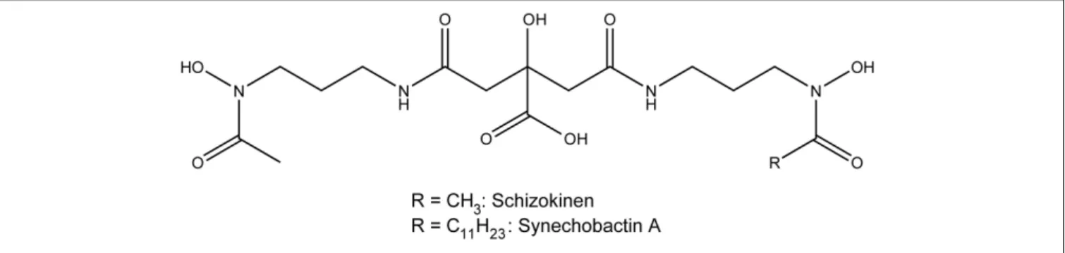 FIGURE 3 | Structure of the siderophores schizokinen and synechobactin A.