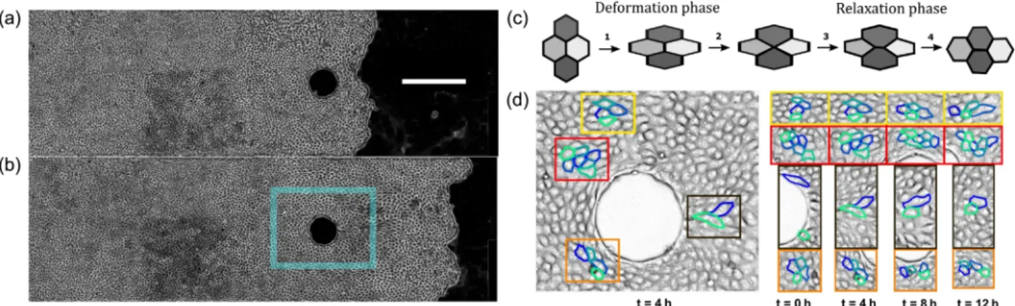 FIG. 2. Cell velocity and deformation field maps around the obstacle. (a) Velocity field ⃗vðx; yÞ averaged over 8 h