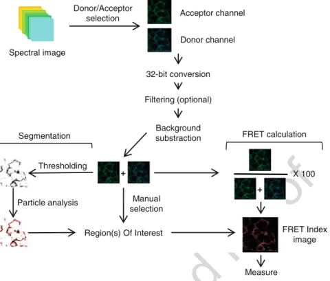 Fig. 3 Image analysis workflow for FRET calculation and image segmentation from a multi-channel spectral image