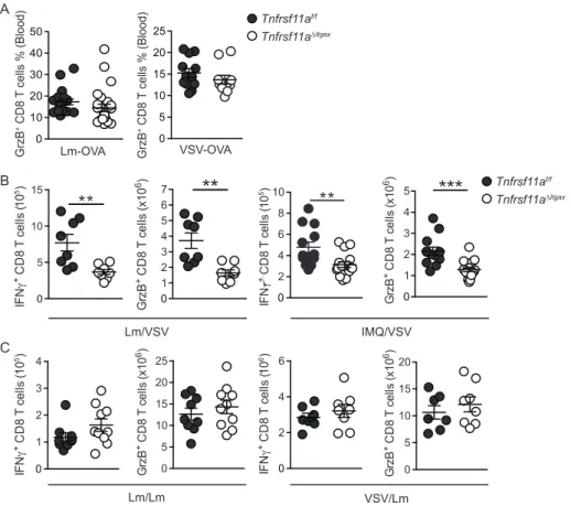 Figure S2. RANK expression by CD11c +  cells regulates memory CD8 T cell activation in response to viral  infection, related to Figure 2