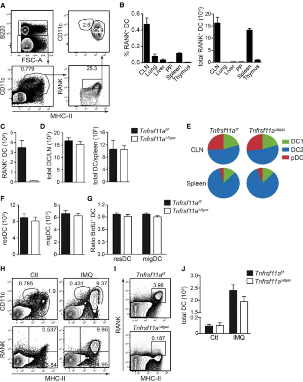 Figure 1. RANK Expression Does Not Affect DC Survival or Longevity