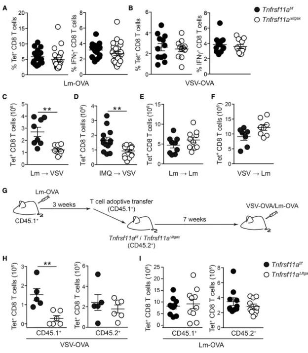 Figure 2. RANK Expression by CD11c + Cells Regulates mCTL Activation in Response to Viral Infection