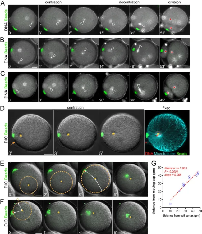 Figure S2. Aster centration and decentration under cortical pulling. (A–C) Time-lapse sequences showing successive aster centration and decentration  under cortical pulling forces when fertilization occurs: at the opposite of the cap (A), ∼90° relative to 