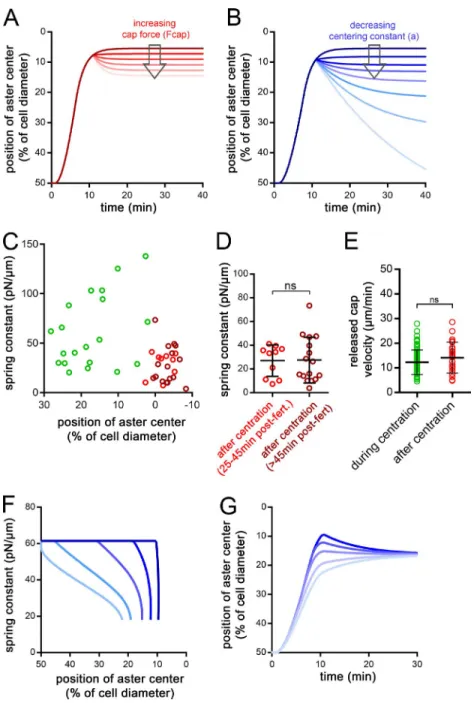 Figure S3. Influence of aster centering stiffness dynamics on centration and decentration