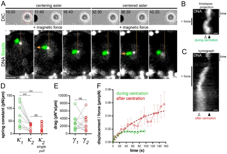 Figure 4. Aster centering stiffness decreases after centration. (A) Time-lapse of a centering aster subjected to two consecutive external magnetic forces