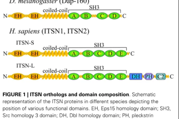 FIGURE 1 | ITSN orthologs and domain composition. Schematic representation of the ITSN proteins in different species depicting the position of various functional domains