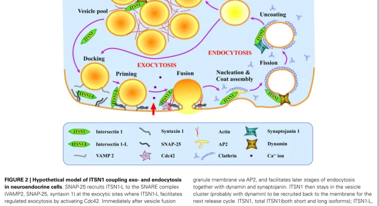 FIGURE 2 | Hypothetical model of ITSN1 coupling exo- and endocytosis in neuroendocrine cells