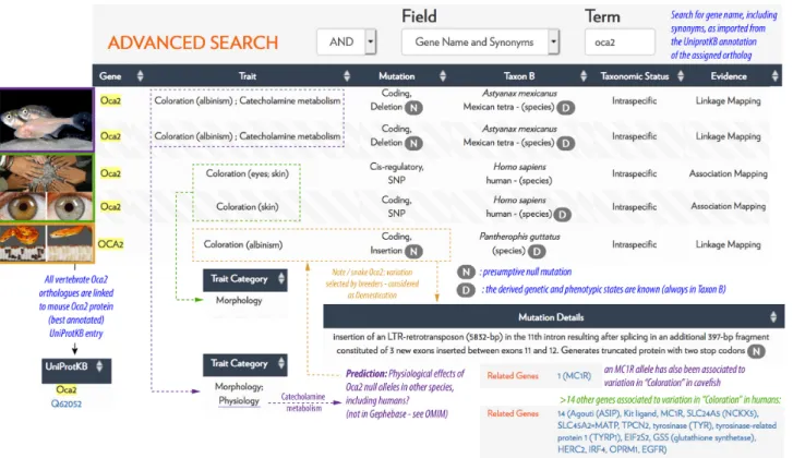 Figure 1. A snapshot view of the potential of Gephebase for comparative genetics. Part of the Summary Output Table of a gene name search for