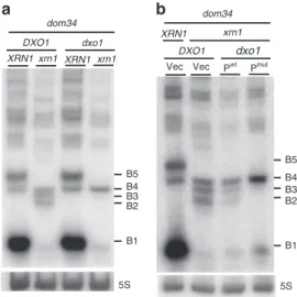 Fig. 2 Dxo1 creates the heterogeneity of 3 ′ -NGD RNA fragments in Xrn1- Xrn1-de ﬁ cient cells