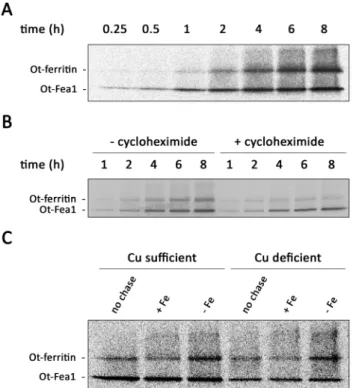 Fig. 4 Incorporation of 55 Fe into Ot-ferritin and Ot-Fea1. O. tauri cells were grown in modified f/2 medium containing 1 nM ferric citrate and 100 nM CuSO 4 