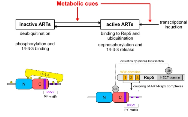 Figure 3 A) Most prevalent ubiquitination sites in yeast -arrestins identified by mass spectrometry  (Global  Proteome  Machine  Database  (GPMD,  (Craig  et  al.,  2004))