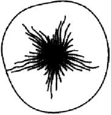 Figure 1. A hedgehog and its defining neighborhood.