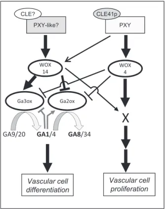 Figure 7. A model of vascular meristem activity integrating WOX and gib- gib-berellin (GA) signaling
