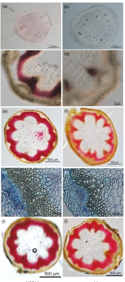 Figure 3. Supernumerary vascular bundles (VBs) and hypolignification of the wox14 floral stem are rescued by gibberellin (GA)