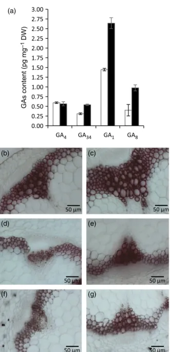 Figure 6. Effect of WOX14 overexpression on gibberellin (GA) production and role of GA3ox1 on the vascular lignification phenotype