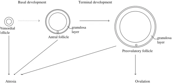 Figure 2. Follicular development : from basal to terminal development. After exiting the pool of quiescent primordial follicles, ovarian follicles enter a several-month long process of growth and maturation, that either ends up by ovulation or degeneration