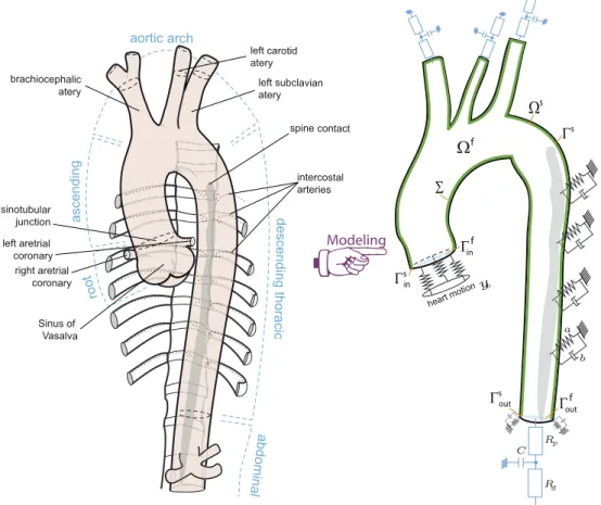 Fig. 1 Schematic representation of aorta and its surrounding organs. Model domain and boundary conditions