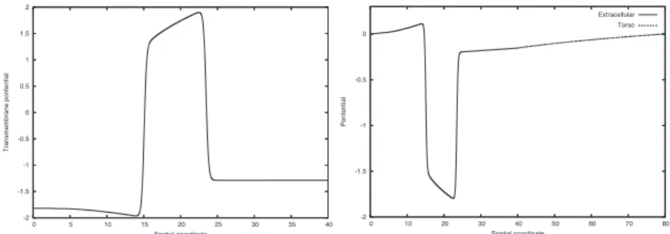 Figure 2: Transmembrane potential at time T = 11 obtained with the isolated bidomain model (left)