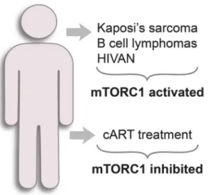 Figure 3. mTORC1 status in HIV-1-related diseases.