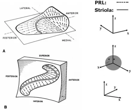 Fig. 1 Adapted from Spoedlin, 1966 [64]. Macula of the left utricule (A) and of the right sac- sac-cule (B) with their morphological polarization vectors