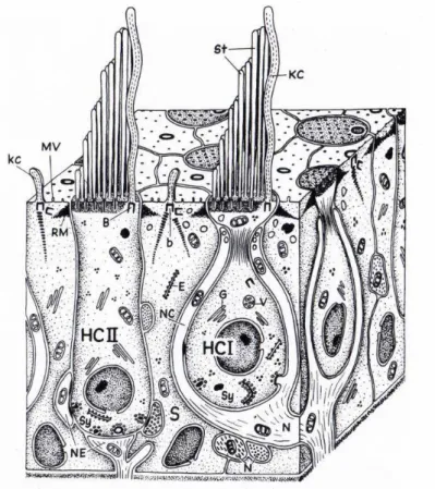 Fig. 2 Reprinted from Spoedlin, 1966 [64]. Vestibular sensory epithelium and its innerva- innerva-tion: HCI and HCII correspond to the hair cells of type I and type II respectively; St and KC indicate the stereocilia and kinocilia respectively; NC refers t