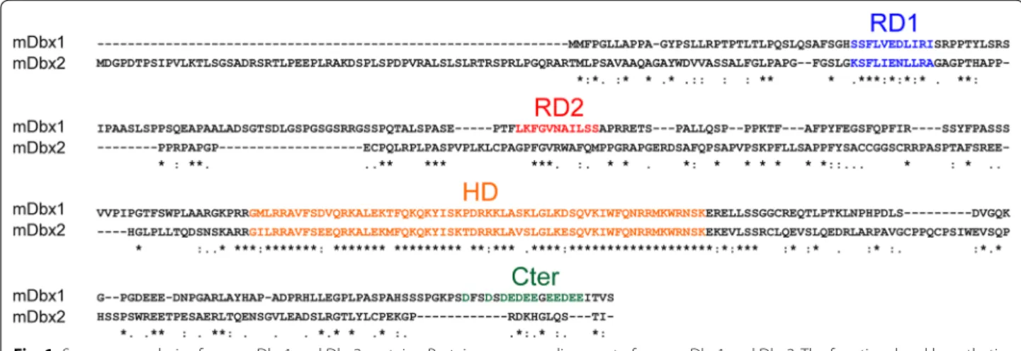Fig.  2c). The average RSA value of the RD2 domain of  Dbx1 (0.235  ±  0.08) was also not significantly different  from the RD1 of either Dbx1 or Dbx2