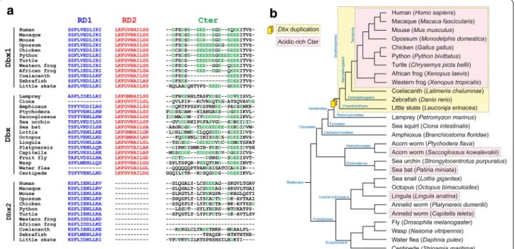 Fig. 3  Multiple alignment of the functional domains in the Dbx protein family. a Multiple alignment of representative sequences of the Dbx family  allowed the identification of a RD1 (blue) in all species with the exception of the tunicate Ciona intestina