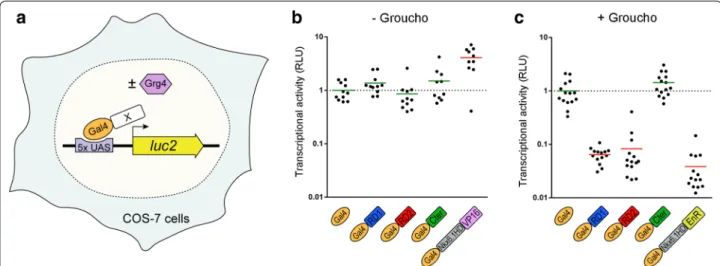 Fig. 4  Transcriptional activity of Dbx1 domains. a Experimental design of the luciferase assay allowing to assess the transcriptional activity of  Gal4-fused domains of mouse Dbx1