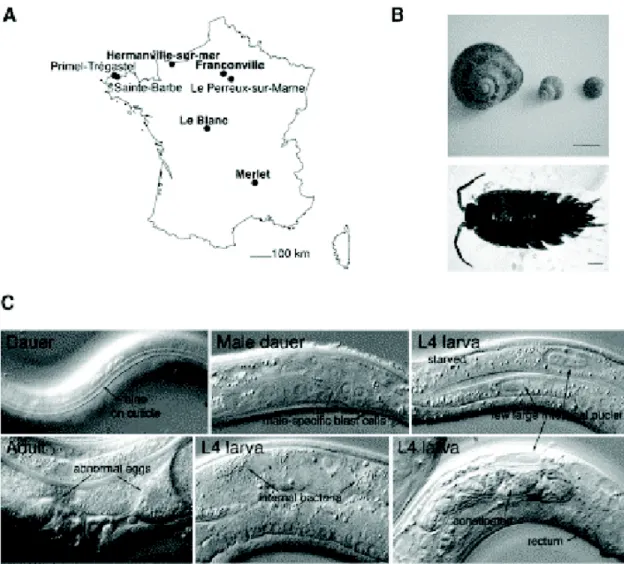 Figure 1. Sampling of C. elegans populations. A. Distribution of sampled sites in  France