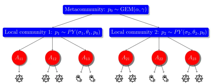 Figure 1: Schematic showing the HPY model assuming two local populations. A red node labelled A ij corresponds to ancestor j in local population i 