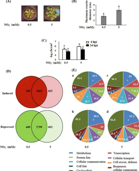 Figure 1. Impact of nitrogen (N) on physiological and transcriptional characteristics of Arabidopsis  plants