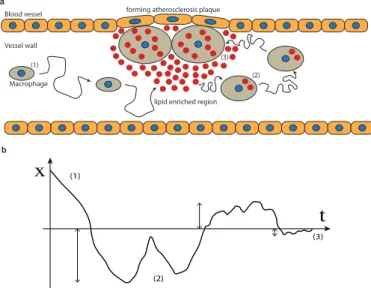FIG. 1: a. Sketch of the di↵erent stages involved in the process of atherosclerosis plaque formation: (1) a ”free”