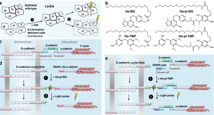 Fig. 1 Design of the setup for Light-Induced Dissociation of Adherens junctions (LInDA)