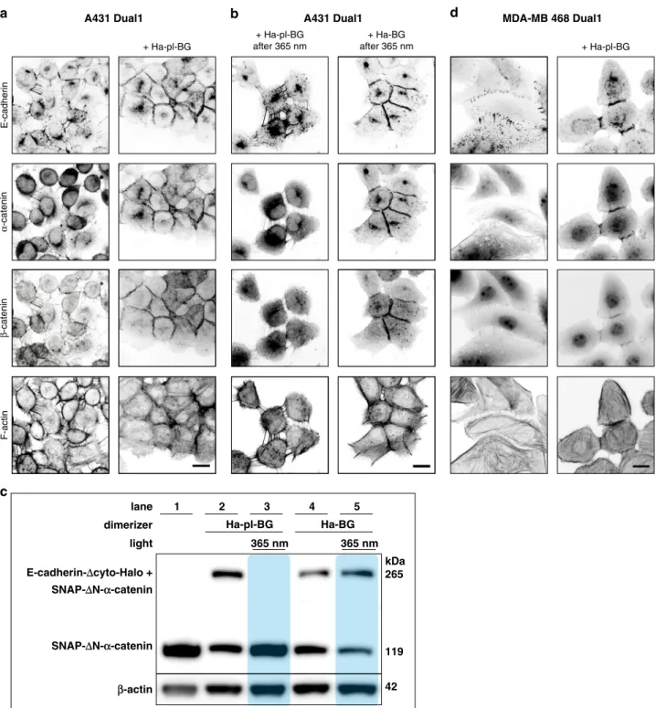 Fig. 2 Establishing a functional link between E-cadherin and α -catenin with optochemical dimerizers