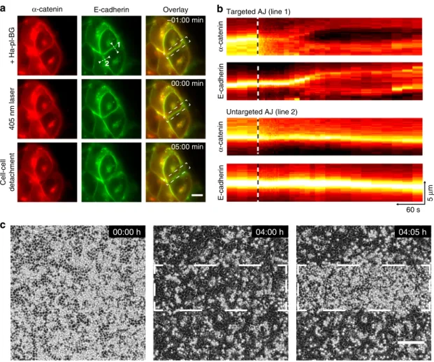 Fig. 3 Multiscale targeting of AJs assembly and disassembly with high spatial precision