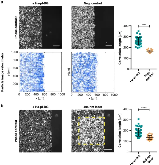 Fig. 5 LInDA has an impact on the collective behavior of epithelial monolayers. a PIV analysis of cell migration