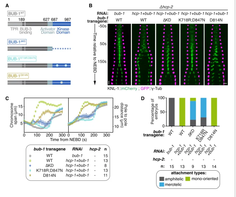 Figure 3. BUB-1 kinase domain inhibits biorientation independently of its kinase activity