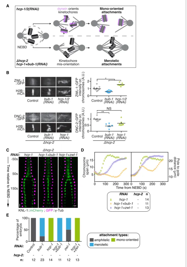 Figure 4. BUB-1 accelerates non-merotelic end-on attachments via dynein, independently of the inhibitory effect on biorientation