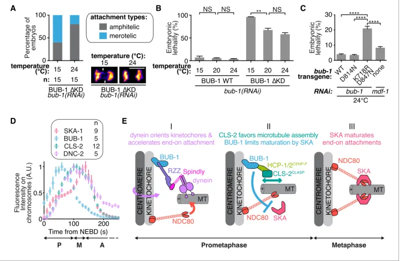 Figure 6. BUB-1 limits merotely by balancing kinetochore microtubule assembly and kinetochore attachment maturation