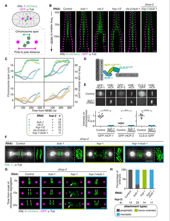 Figure 1. BUB-1 inhibits chromosome biorientation. (A) Assay for kinetochore-microtubule attachment formation and chromosome congression.