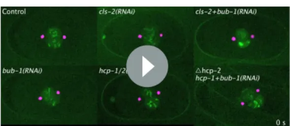 Figure supplement 1. HCP-1/2 CENP-F and CLS-2 CLASP downstream of BUB-1 prevent premature chromosome segregation.