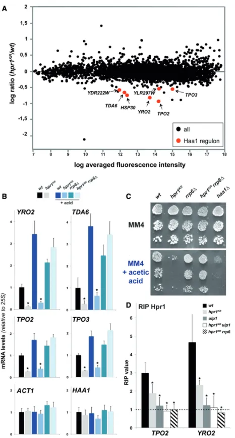 Figure 6. THO complex sumoylation is required for the expression of stress-inducible genes and for viability upon stress conditions