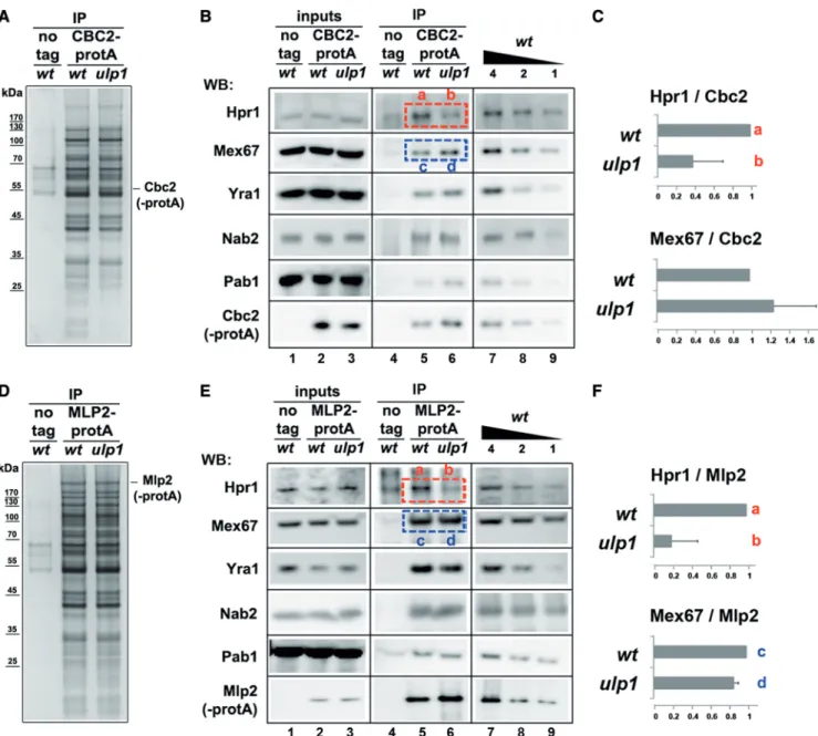 Figure 1. A proteomic survey of SUMO function in mRNP assembly. (A) Cbc2-protA associated mRNPs (‘IP’) isolated from wt and ulp1 cells were analyzed by SDS-PAGE followed by silver staining