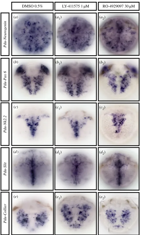 Figure 8. The Notch pathway does not regulate general ventral nerve chord patterning in 48 hpf Platynereis larvae