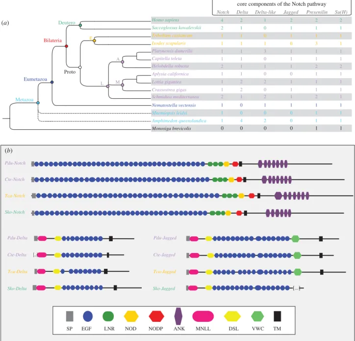 Figure 1. Core components of the Notch pathway in metazoans. (a) The presence/absence and number of gene copies at a metazoan scale for the Notch pathway main components