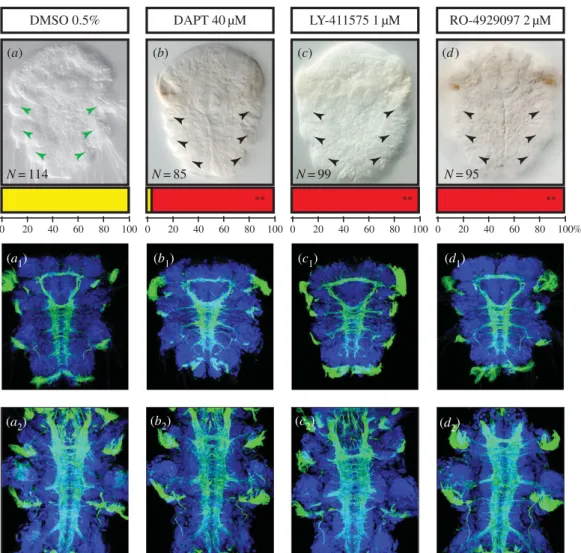 Figure 3. Inhibition of g-secretase induces defects in bristle formation but no major nervous system phenotype