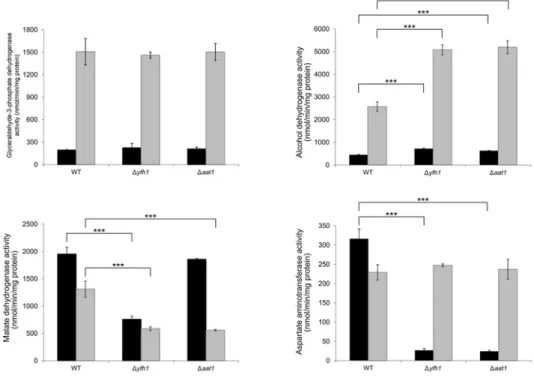 Figure 1 Activity of NADH shuttle enzymes in  yfh1 ,  aat1 and wild-type mitochondria and cytosol